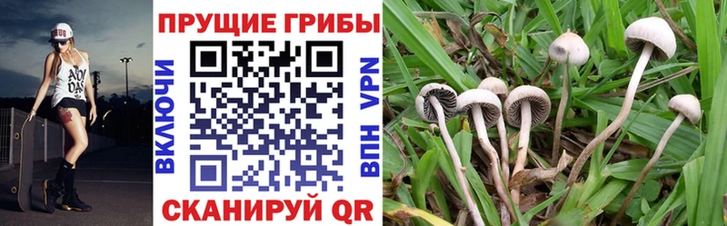 наркошоп  Полтавская  блэк спрут ONION  Псилоцибиновые грибы Psilocybe 